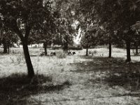 Schattenweide  Pentax Super A, SMC FA 1.9/43 Limited, Gelbfilter, ADOX CHS 100II  - 17.06.2023 -