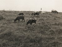 Bunte Schafsherde  Pentax 645N, SMC FA 2,8/45, Orangefilter, Bergger Pancro 400  - 18.08.2023 -
