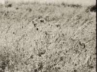 Mohnblumen am Wegesrand  Fuji GS 645S Professional wide 60, Kentmere 100  - 19.05.2023 -