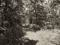 Waldweg  Fuji GS 645S Professional wide 60, Kentmere 100  - 19.05.2023 -
