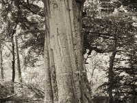 Was hat er schon alles erlebt ?  Fuji GS 645S Professional wide 60, Kentmere 100  - 19.05.2023 -