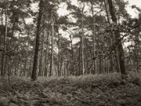 Kiefern und Farn  Fuji GS 645S Professional wide 60, Kentmere 100  - 19.05.2023 -
