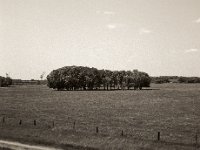 Baumgruppe in den Rheinwiesen  Fuji GS 645S Professional wide 60, Kentmere 100  - 19.05.2023 -