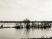 Baumgruppe im Rhein  Pentax 67II, SMC 2.4/105, Fuji Acros 100II - 20.01.2023 -
