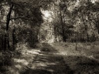 Im Morgenlicht durch den Wald  Pentax MZ-S, SMC FA 1.9/43 Limited, Gelbfilter, ADOX CHS 100 II  - 23.08.2023 -