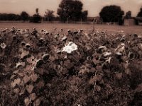 Leuchten unter Gleichen  Pentax MZ-S, SMC FA 1.9/43 Limited, Gelbfilter, ADOX CHS 100 II  - 23.08.2023 -