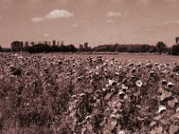 Sonnenblumen  Pentax MZ-S, SMC FA 1.9/43 Limited, Gelbfilter, ADOX CHS 100 II  - 23.08.2023 -