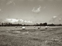 Getreidefeld  Pentax K2, SMC FA 1.8/31 Limited, ADOX CHS 100 II  - 28.07.2023 -