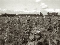 Feldstreifen mit Sonnenblumen  Pentax K2, SMC 1.4/50, ADOX CHS 100 II  - 25.07.2023 -