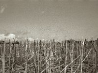 Geerntetes Rapsfeld  Pentax K2, SMC 1.4/50, ADOX CHS 100 II  - 25.07.2023 -