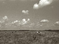 Kühe auf der Weide  Pentax K2, SMC 1.4/50, ADOX CHS 100 II  - 25.07.2023 -