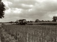 Rapsernte  Pentax K2, SMC 1.4/50, ADOX CHS 100 II  - 25.07.2023 -