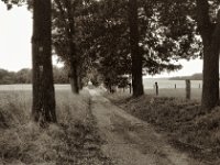 Eichenallee  Pentax K2, SMC 1.4/50, ADOX CHS 100 II  - 25.07.2023 -