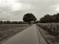 Feldweg asphaltiert  Pentax K2, SMC 1.4/50, ADOX CHS 100 II  - 25.07.2023 -