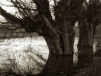 Acker und Weiden im Wasser  Fuji GS 645S professional WIDE 60, Bergger Pancro 400  - 26.12.2023 -