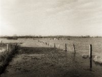 Bislicher Insel  Fuji GS 645S professional WIDE 60, Bergger Pancro 400  - 26.12.2023 -