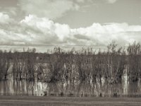 Bäume im Hochwasser  Pentax 645N , SMC FA 2.8/75, Gelbfilter, Fuji Acros 100II  - 27.03.2023 -