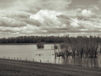 Weiden und Bäume im Wasser  Pentax 645N , SMC FA 2.8/75, Gelbfilter, Fuji Acros 100II  - 27.03.2023 -