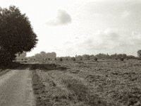 Weg durch Felder  Pentax Super A, SMC M 2.8.40, ADOX CHS100II@64  - 28.08.2023 -
