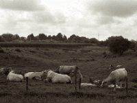 Herde  Pentax Super A, SMC M 2.8.40, ADOX CHS100II@64  - 28.08.2023 -