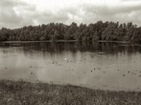 Schwan zwischen Enten  Pentax Super A, SMC M 2.8.40, ADOX CHS100II@64  - 28.08.2023 -