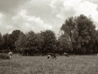 Schwarz, braun, weiss  Pentax Super A, SMC M 2.8.40, ADOX CHS100II@64  - 28.08.2023 -