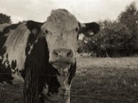 Neugier  Pentax Super A, SMC M 2.8.40, ADOX CHS100II@64  - 28.08.2023 -