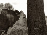 millk cow blues  Pentax Super A, SMC M 2.8.40, ADOX CHS100II@64  - 28.08.2023 -