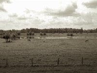 Weide mit Kühen  Pentax Super A, SMC M 2.8.40, ADOX CHS100II@64  - 28.08.2023 -