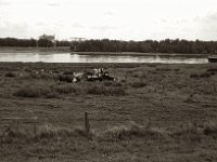 Am Rheinufer  Pentax Super A, SMC M 2.8.40, ADOX CHS100II@64  - 28.08.2023 -