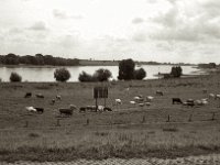 Rheinwiesen - Weideland  Pentax Super A, SMC M 2.8.40, ADOX CHS100II@64  - 28.08.2023 -