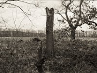 Sturmbruch  Pentax MZ-S, SMCA FA 1.9/43 Limited, ADOX CHS 100II  - 30.01.2023 -