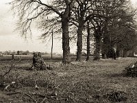 Sturmschaden  Pentax MZ-S, SMCA FA 1.9/43 Limited, ADOX CHS 100II  - 30.01.2023 -