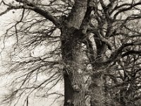 Eichen  Pentax MZ-S, SMCA FA 1.9/43 Limited, ADOX CHS 100II  - 30.01.2023 -