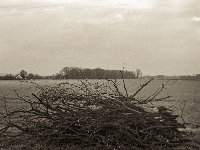 Reste einer alten Eiche  Pentax MZ-S, SMCA FA 1.9/43 Limited, ADOX CHS 100II  - 30.01.2023 -