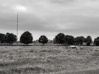 Weide und hohes Gras  PENTAX K-3 Mark III Monochrome, SMC PENTAX-FA 1.8/31 Limited - 02.06.2024 -