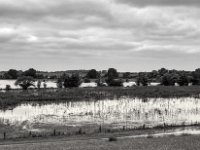 Weiden im Hochwasser  PENTAX K-3 Mark III Monochrome, SMC PENTAX-FA 1.8/31 Limited - 02.06.2024 -