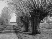 Kopfweiden  Pentax MZ-S, SMC 1.9/43 Limited, ADOX CHS 100 II  - 02.03.2024 -