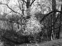 Frühlingsbote  Pentax MZ-S, SMC 1.9/43 Limited, ADOX CHS 100 II  - 02.03.2024 -