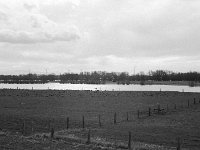 Alter Rheinarm  Pentax MZ-S, SMC 1.9/43 Limited, ADOX CHS 100 II  - 02.03.2024 -