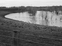 Wildgänse im Lippe - Naturschutz  Pentax MZ-S, SMC 1.9/43 Limited, ADOX CHS 100 II  - 02.03.2024 -