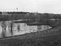 Wildgänse  Pentax MZ-S, SMC 1.9/43 Limited, ADOX CHS 100 II  - 02.03.2024 -