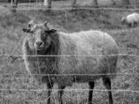 Dritte Meinung # 4  PENTAX K-3 Mark III Monochrome, HD PENTAX - DA* 2.8/16-50 ED PLM AW  - 02.10.2024 -