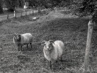 Schafsbegegnung # 1  PENTAX K-3 Mark III Monochrome, HD PENTAX - DA* 2.8/16-50 ED PLM AW  - 02.10.2024 -