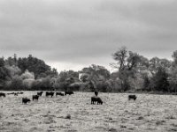 Heckrinder am Auenwald Wesel  PENTAX K-3 Mark III Monochrome, HD PENTAX - DA* 2.8/16-50 ED PLM AW  - 02.10.2024 -