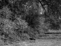 Abseits von der Herde  PENTAX K-3 Mark III Monochrome, HD PENTAX - DA* 2.8/16-50 ED PLM AW  - 02.10.2024 -