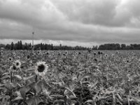 Sonne am grauen Morgen  PENTAX K-3 Mark III Monochrome, HD PENTAX - DA* 2.8/16-50 ED PLM AW  - 02.10.2024 -