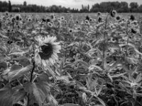 Sonnenblume  PENTAX K-3 Mark III Monochrome, HD PENTAX - DA* 2.8/16-50 ED PLM AW  - 02.10.2024 -