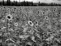 Sonnenfeld  PENTAX K-3 Mark III Monochrome, HD PENTAX - DA* 2.8/16-50 ED PLM AW  - 02.10.2024 -