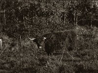 Highlander im Morgenlicht #1  Pentax Super A, SMC PENTAX-FA 1.8/77 Limited   - 03.11.2024 -